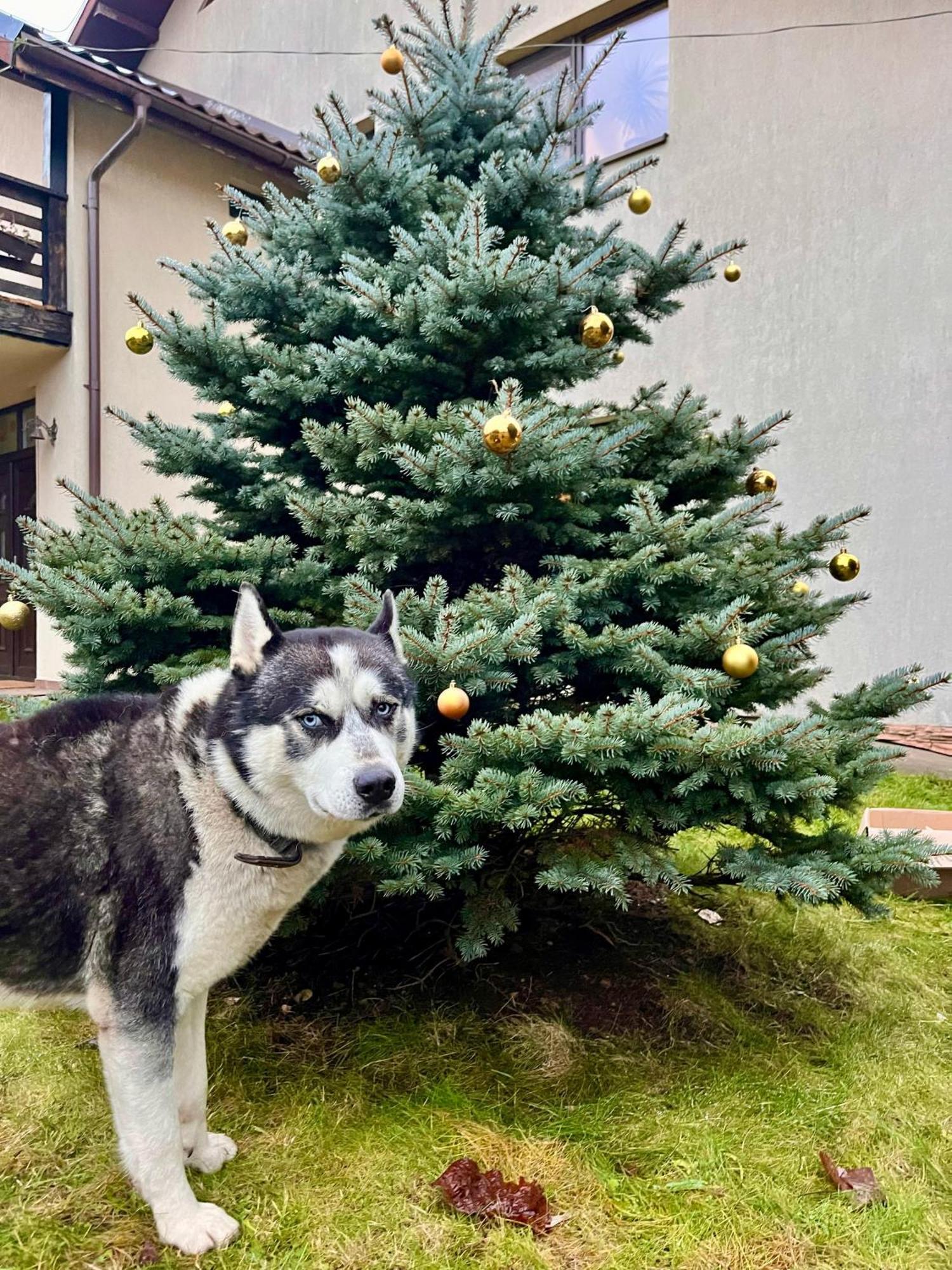 Pension Andra'S House ホレズ エクステリア 写真