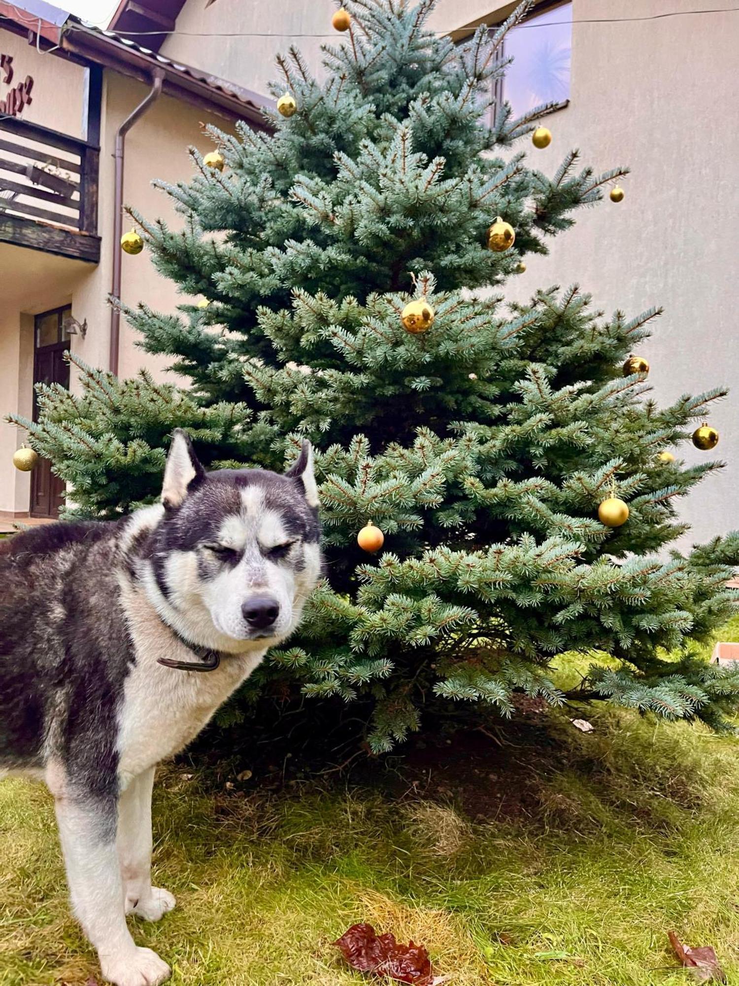 Pension Andra'S House ホレズ エクステリア 写真